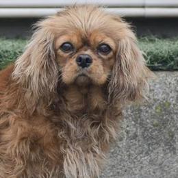 Cavalier King Charles Spaniels and Cocker Spaniels from Country View Puppies