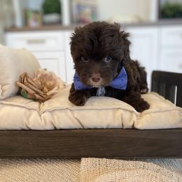 Bernedoodle, Cavapoo, Havanese, and Havapoo Puppies from Lady Paws Puppies - Cassie