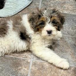 Coral - Parti Merle - Merle female Bernedoodle puppy in Bowling Green, Ohio from Windy Creek Doodles