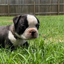 Boston Terriers from RCR Bulldogs