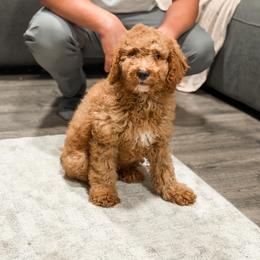 Blue collar mini boy - Red  male Goldendoodle puppy in Spokane, Washington from Dream Doodles in Spokane WA