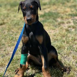 Doberman Pinscher Puppies from El Mareya Misthios Kennel