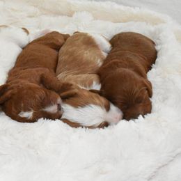 Cavapoo Puppies from Coastal Cavapoos