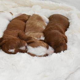 Cavapoo Puppies from Coastal Cavapoos