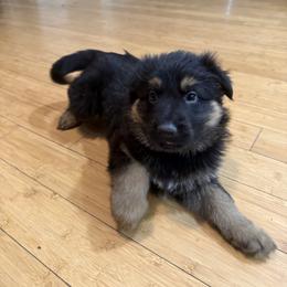 German Shepherd Puppies from Circle Oaks Shepherds