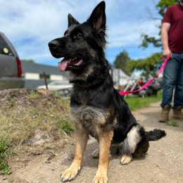 German Shepherds from Vom Lillibruke Strass German Shepherds