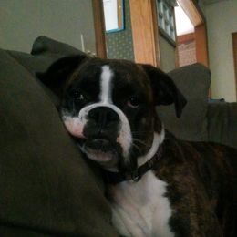 Billie Jean - Boxer