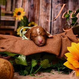 Joey - Red  male Goldendoodle puppy in Syracuse, Utah from 2 Bros Doodles