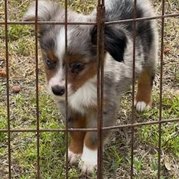 Maci - Blue merle female Toy Australian Shepherd puppy in Ambrose, Georgia from Brandilyn's Aussies