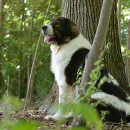 Tornjaks from Tornjak Kennel "Od Dinare"