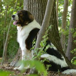 Tornjaks from Tornjak Kennel "Od Dinare"