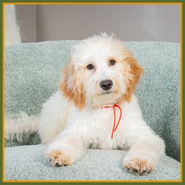 Drum - Red male Cockapoo puppy in Connersville, Indiana from Deaz Doodle Ranch