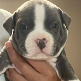 Boy 1 - American Staffordshire Terrier puppy in Byron, Georgia from Lelani