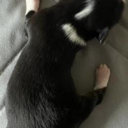 Miniature Australian Shepherds and Toy Australian Shepherds from Elk Creek Aussies