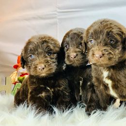 Cavalier King Charles Spaniel and Cavapoo Puppies from Northern’s Cute Cuddly Cava Poos and Cavaliers