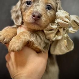 Dachshund Puppies from Wiggles & Wags Dachshund's