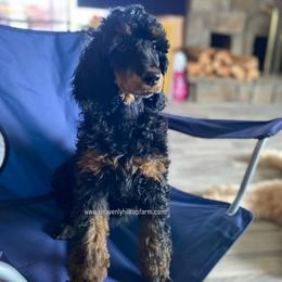 OPHELIA - Phantom female Poodle puppy in Charlo, Montana from Heavenly Hilltop Farm