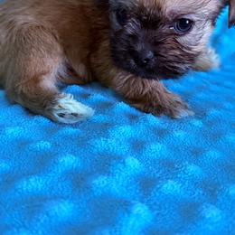 Boy 1 - Black gold and white male Shorkie puppy in Florida from Shih tzus and Shorkies Galore