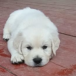 Golden Retriever Puppies from Trusted Valley Retrievers