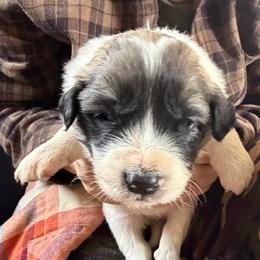 Velvet- yellow - Badger female Colorado Mountain Dog puppy in Cotopaxi, Colorado from Once Upon A Moose (OUM)