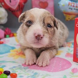 Pop Rocks - Red merle male Australian Shepherd puppy in Riverside, California from Aus Cal (Aussies of soCal)