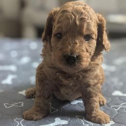 White collar - Cream male Goldendoodle puppy in Connecticut from Valley View Doodles