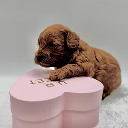 Caramel - Apricot female Cavapoo puppy in La Vernia, Texas from Texas Teddy Bears