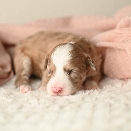Sparkler - Red merle female Aussiedoodle puppy in Lincoln, California from Frenchie LOVE and Doodles