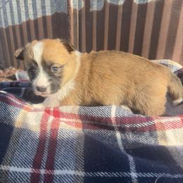 Marcia - Red female Pembroke Welsh Corgi puppy in Bloomfield, Iowa from Beebe’s Corgis