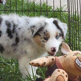 Australian Shepherd Puppies from Solace Australian Shepherds