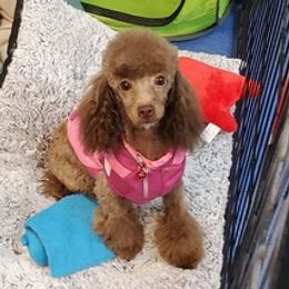 Poodles from Caloosa Kennels
