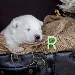 Light Green - White female Samoyed puppy in Salem, Utah from Happy Valley Sammies