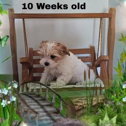 Yellow Parti boy - Parti male Yorkshire Terrier puppy in Inverness, Florida from Luvayorkie&more