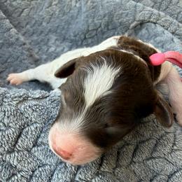 Pink collar - Phantom female Poodle puppy in Huntsville, Alabama from Flint River Poodles