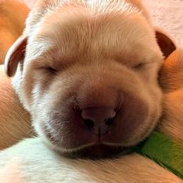 Boy 3 - Yellow male Labrador Retriever puppy in Hoosick Falls, New York from Findaway Labradors