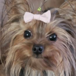 Yorkshire Terriers from Yorkie Paws