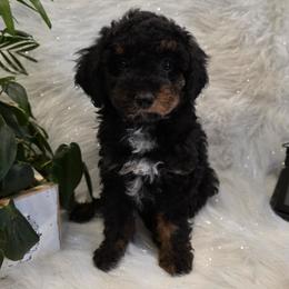 Bear - Phantom male Poodle puppy in St George, Utah from Ember Hills Poodles