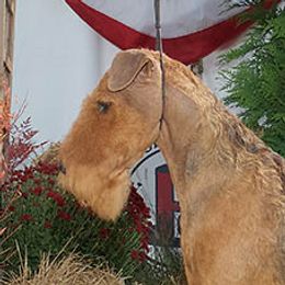HENRY - Airedale Terrier