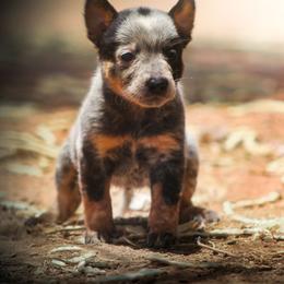 Aragorn (AKC) - Blue male Australian Cattle Dog puppy in Marana, Arizona from Impact 3rd Australian Cattle Dogs
