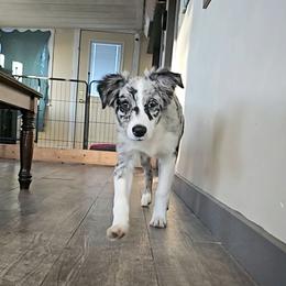 Blue Merle Female - Blue merle female Australian Shepherd puppy in Montrose, Iowa from A-J Farms Iowa