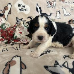Hope - Black white and tan female English Springer Spaniel puppy in Las Vegas, Nevada from Legacy