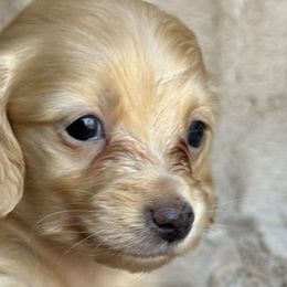 Roo - Red Dachshund puppy in Bluff City, Tennessee from Sidanelv Dachshunds