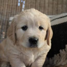 German Shepherd and Golden Retriever Puppies from Sweet Breeze Acres