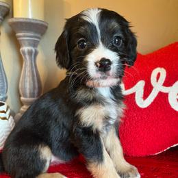 Girl 3 - Tri-color female Bernedoodle puppy in Perryville, Maryland from Heavenly Heritage Dachshunds and Doods