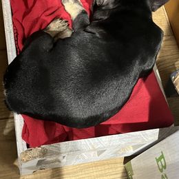 French Bulldog and Rottweiler Puppies from MBArotties_frenchies