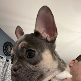 French Bulldog Puppies from Ark Frenchies Limited