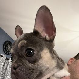 French Bulldog Puppies from Ark Frenchies Limited