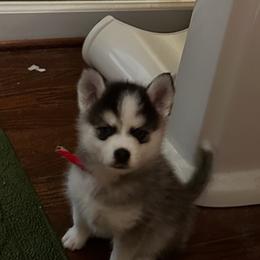 Boy red collar - Black and white male Pomsky puppy in Leesburg, Virginia from Capital Pomsky