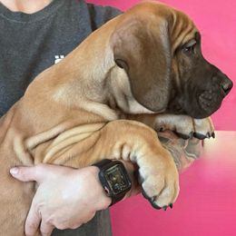 Boy 1 - Fawn Great Dane puppy in Wisconsin from Starry Night Great Danes