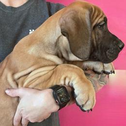 Boy 1 - Fawn Great Dane puppy in Wisconsin from Starry Night Great Danes